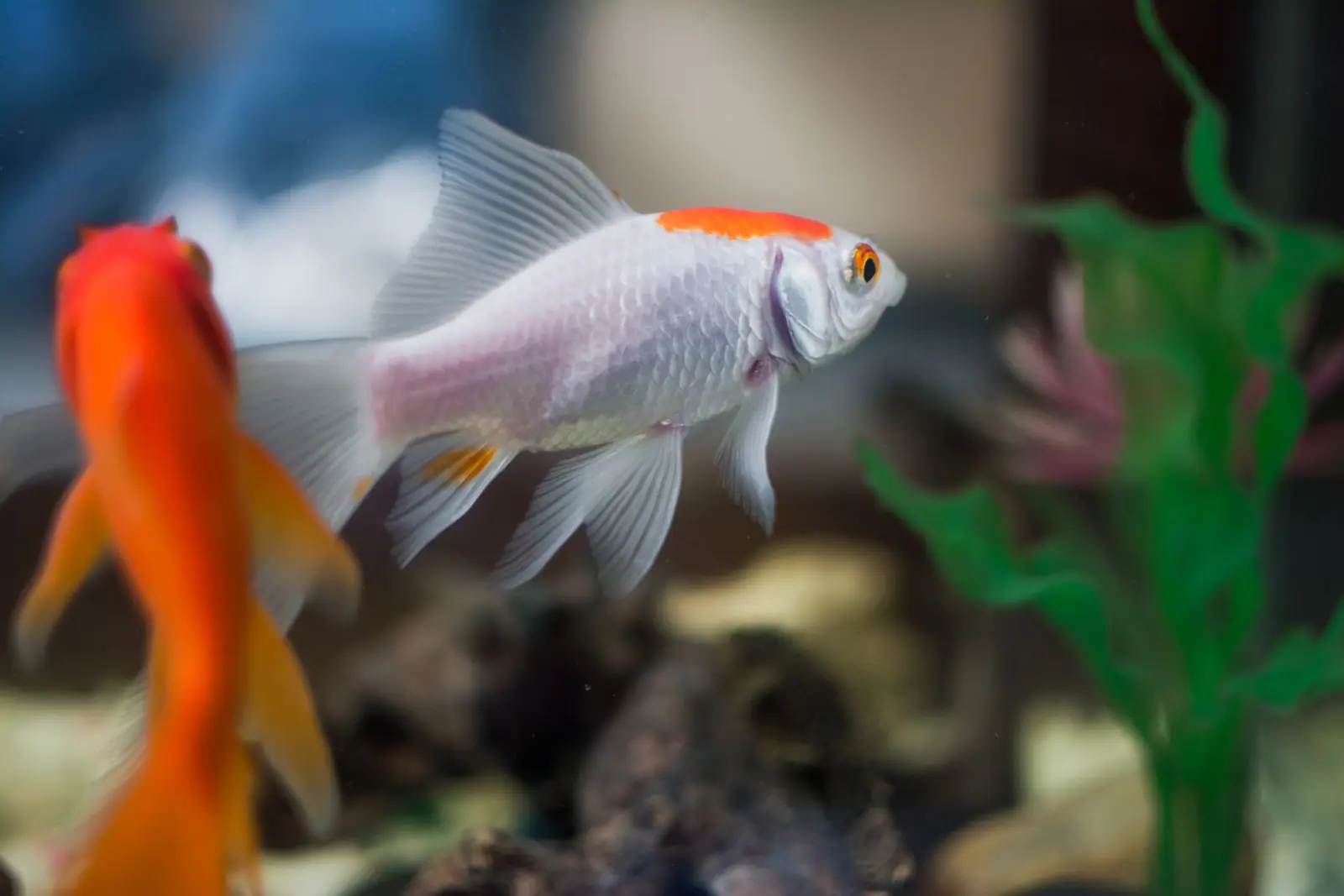 A pale goldfish with an orange head swimming beside another fish and green aquarium plants