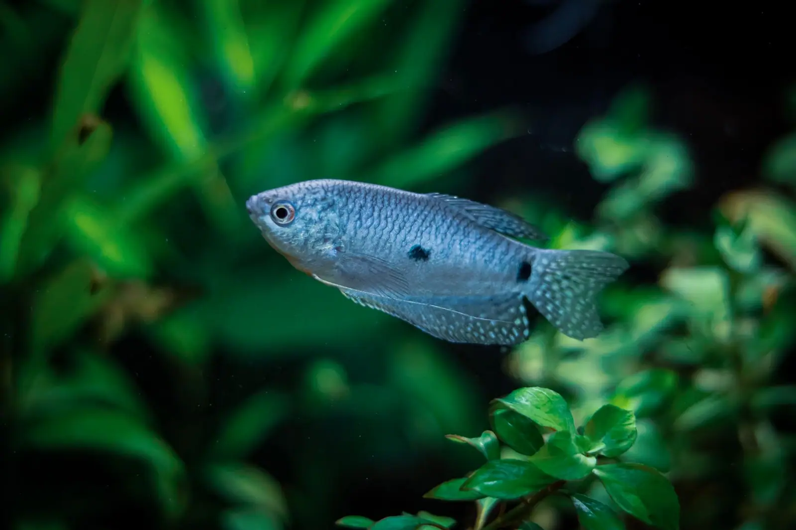 A blue-gray fish with dark spots swimming beside green aquarium plants