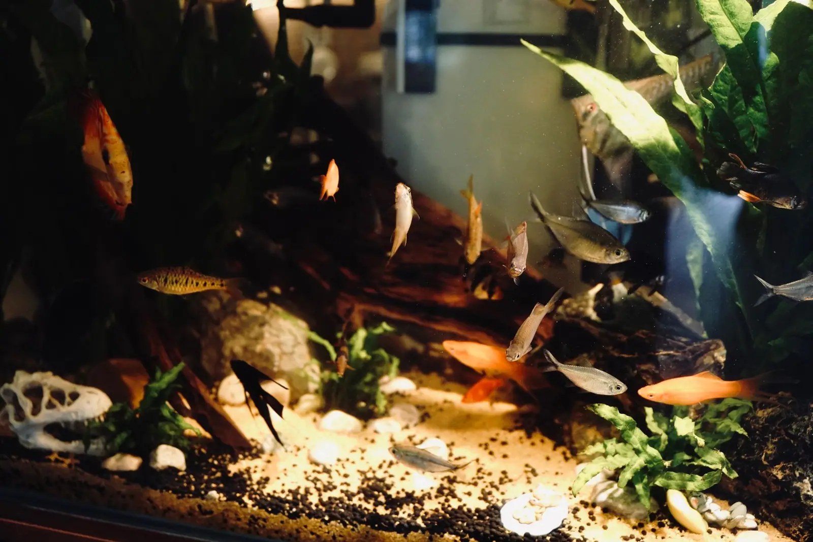 Small fish swimming among plants and wood above pale aquarium substrate