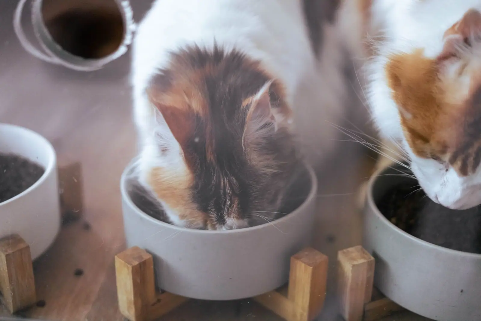 Two cats eating from separate gray bowls on a wooden stand