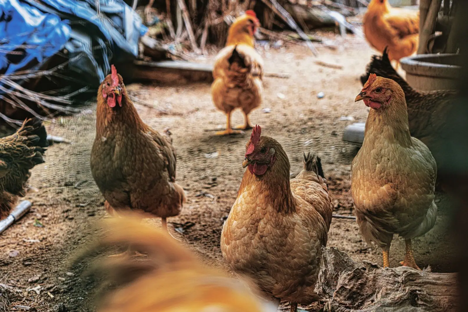 Brown hens standing together in a yard near a wire fence