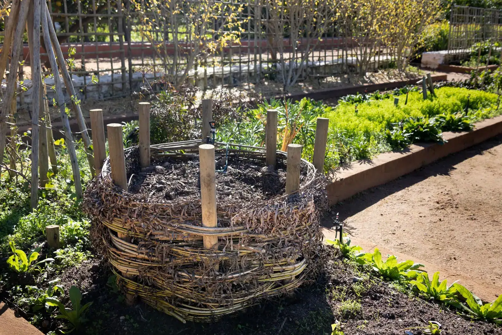 A woven wattle compost bin in a vegetable garden