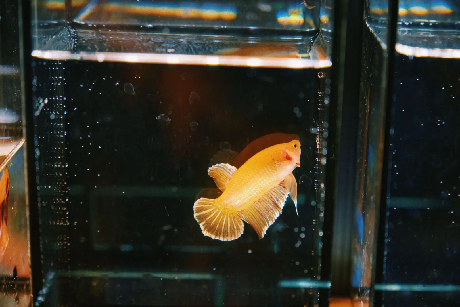 A yellow betta in a small glass tank
