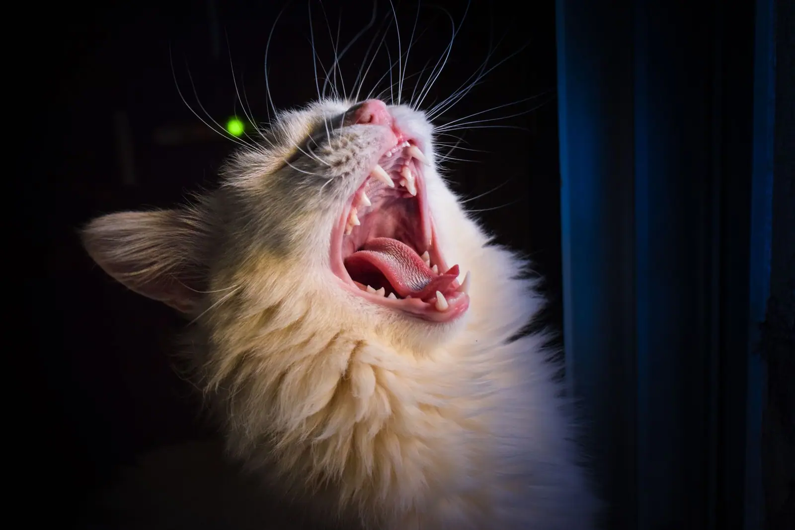 A white cat yawning with its mouth open and teeth visible against a dark background