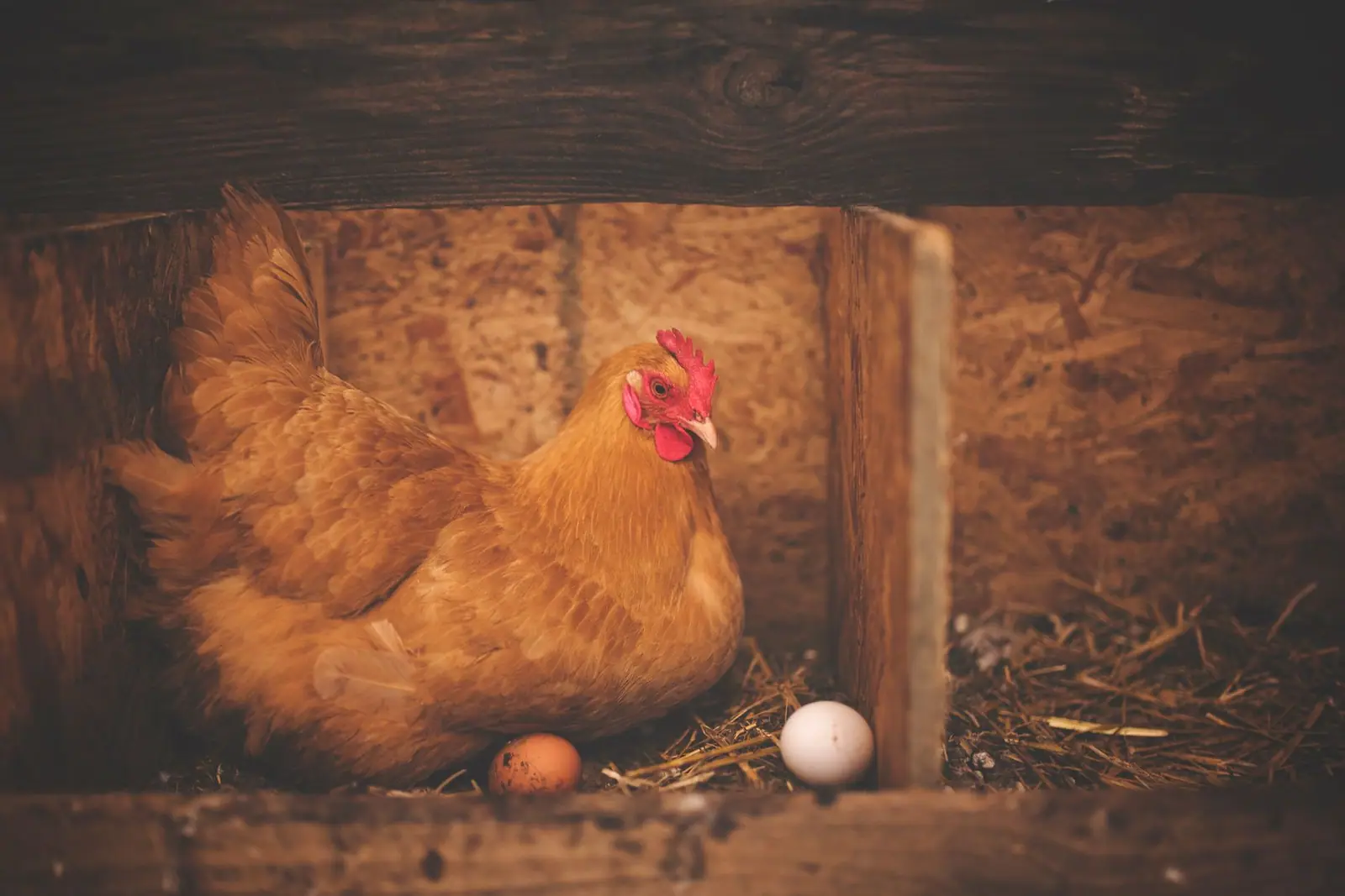 A brown hen sitting in a wooden nesting space with eggs beside it