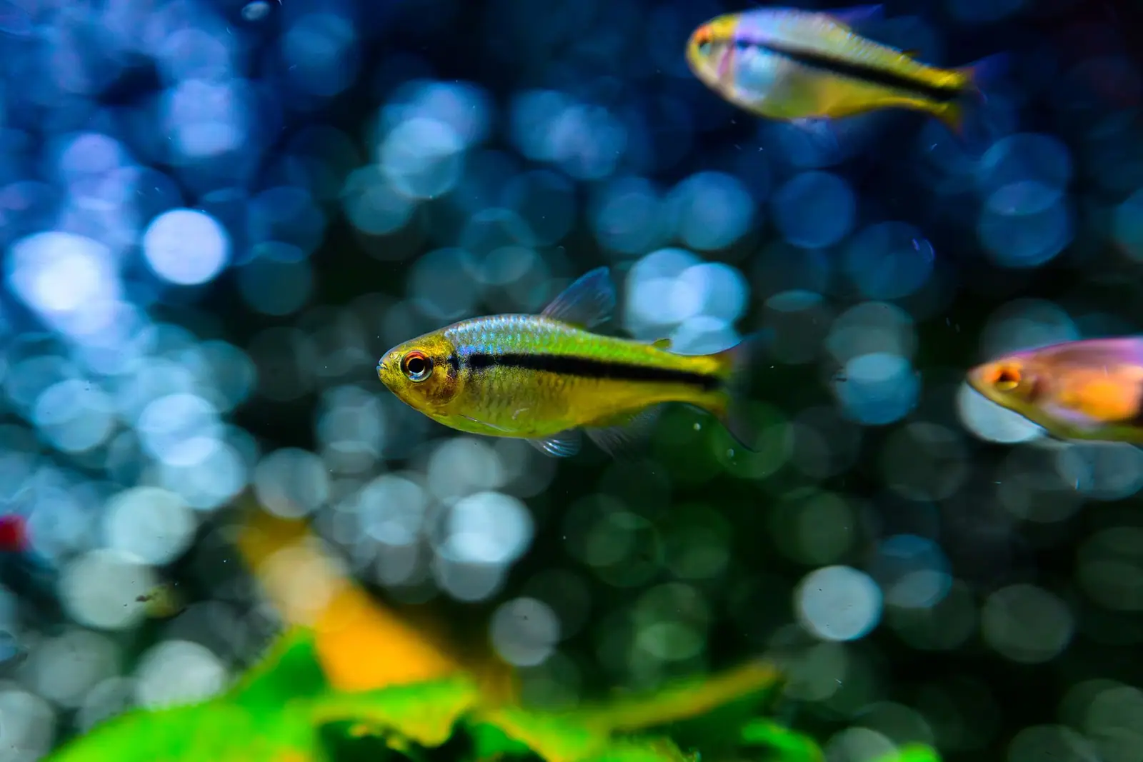 Small striped tetras swimming in a planted tank