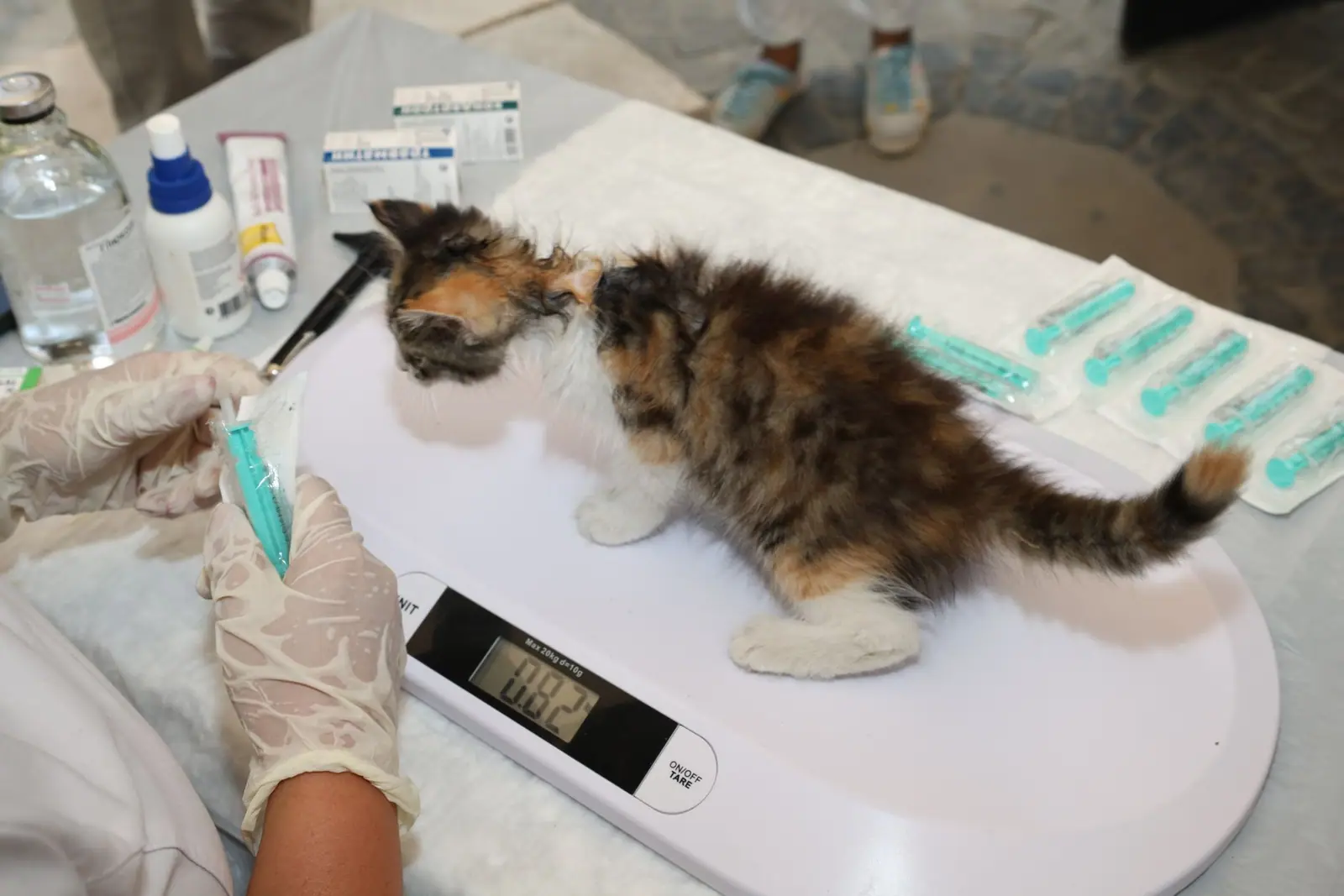 A calico kitten on an exam table beside a digital thermometer and syringes