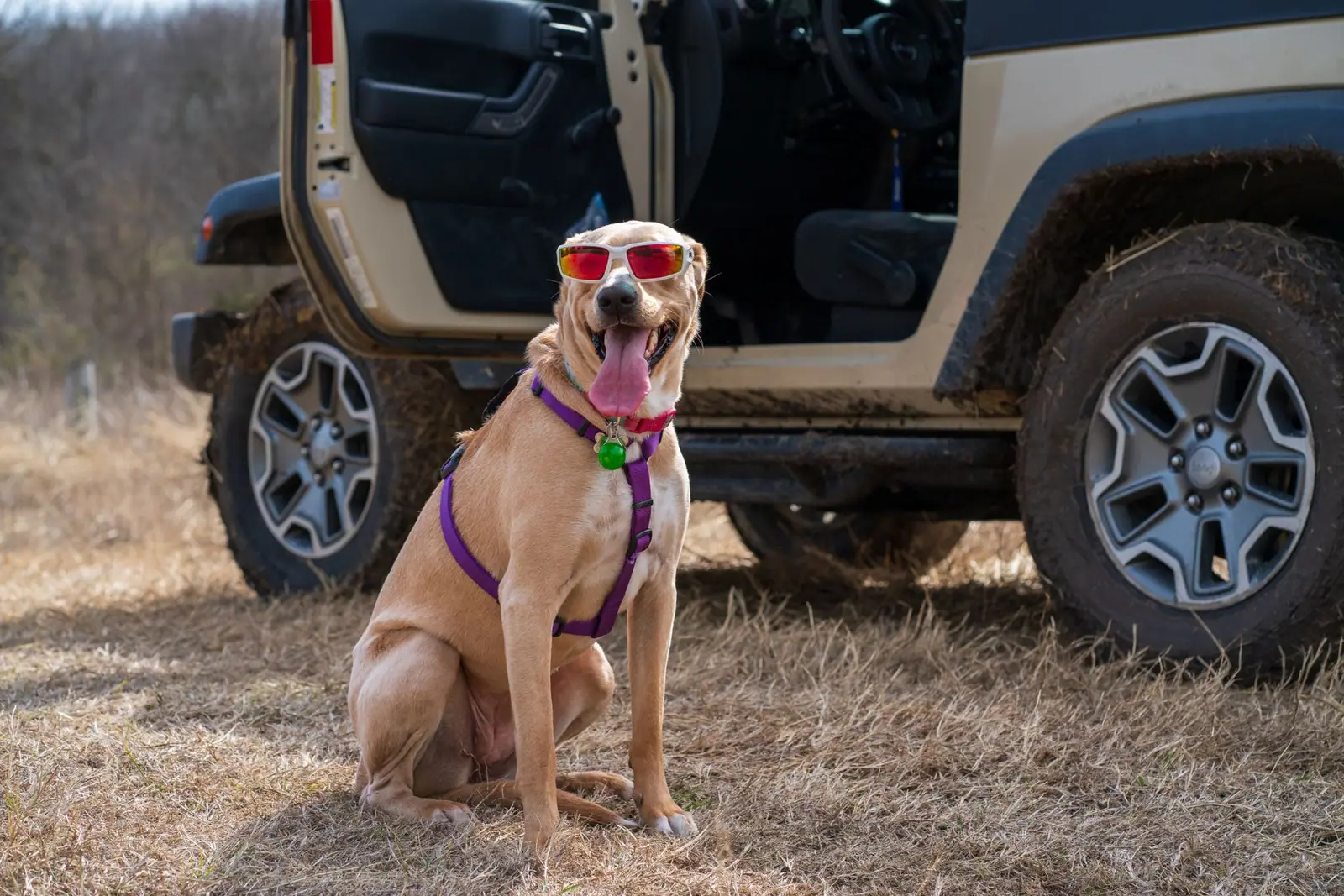 A tan dog wearing a purple harness and sunglasses beside a parked off-road vehicle