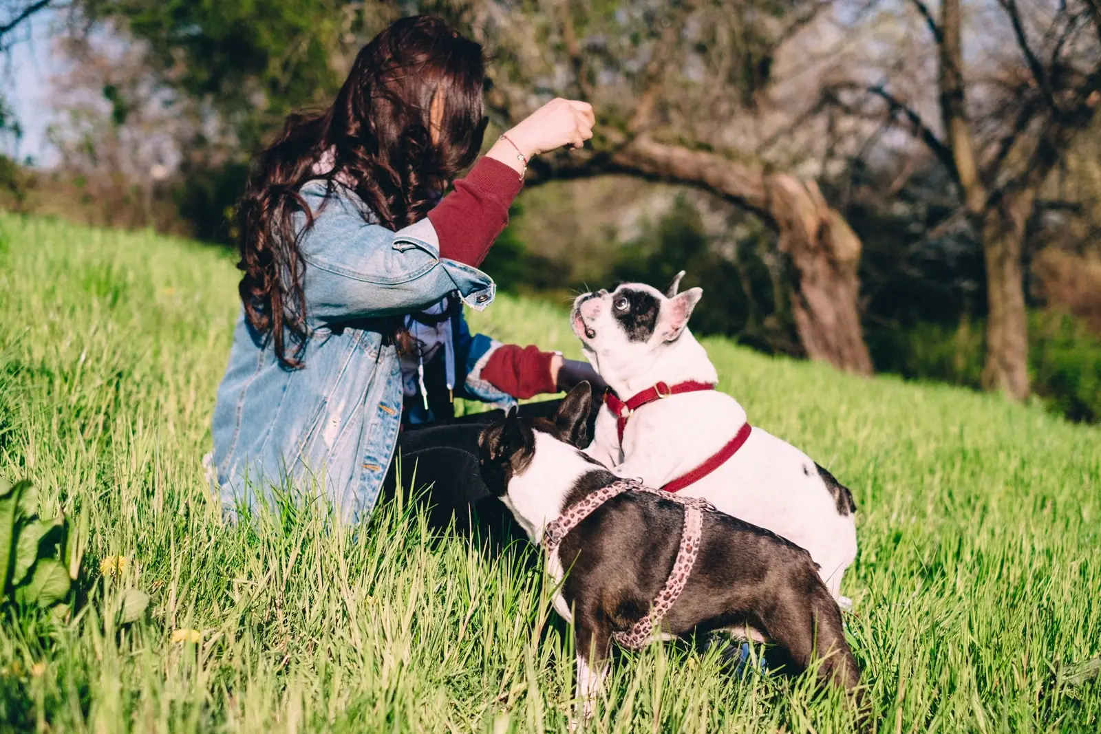 A woman holding her hand above two French bulldogs on grass