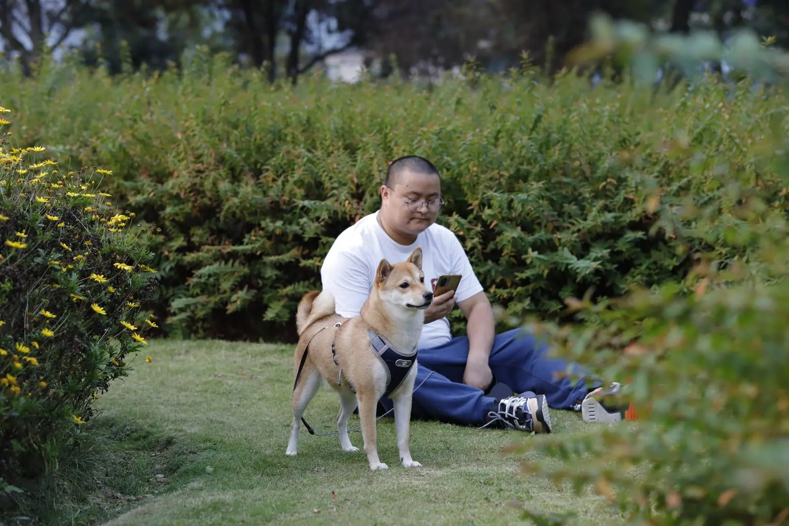 A man sitting on grass beside a tan Shiba Inu in a park