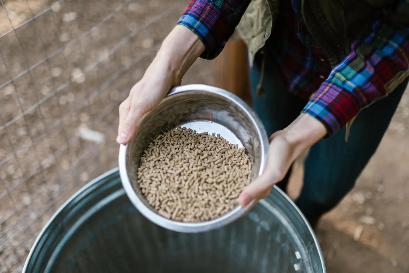 Hands pouring a bowl of feed pellets into a metal feed bin