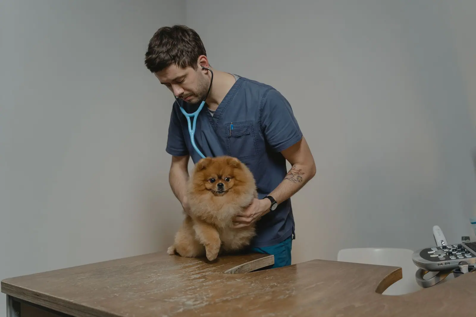 A veterinarian in blue scrubs examining a small fluffy dog on a clinic table