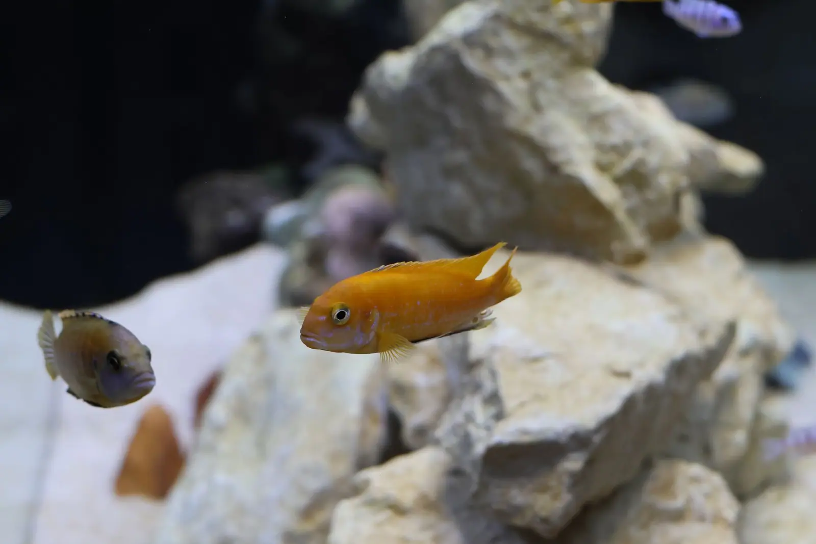 A small yellow fish swimming beside pale rocks with other fish in the background