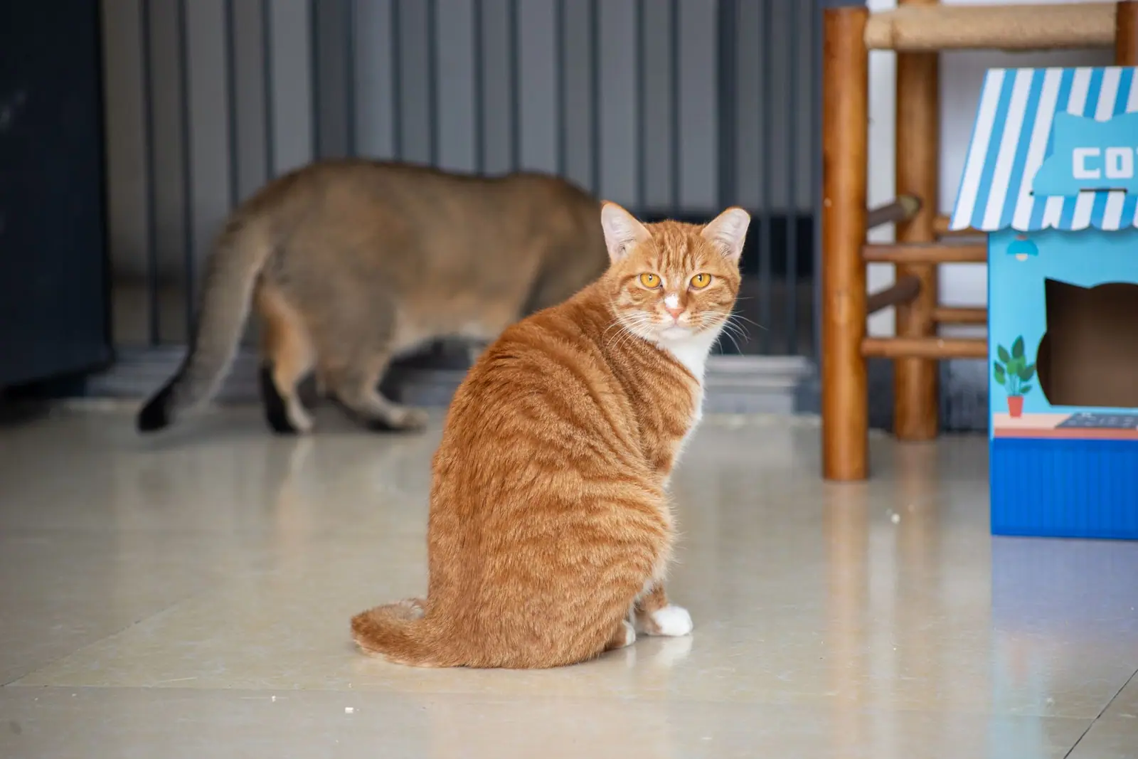 An orange cat sitting on a tiled floor with another cat behind it