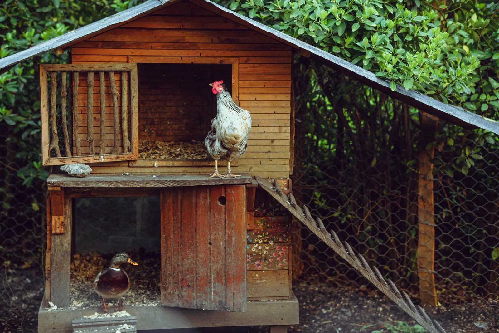 A rooster standing on the entrance ledge of a small wooden coop
