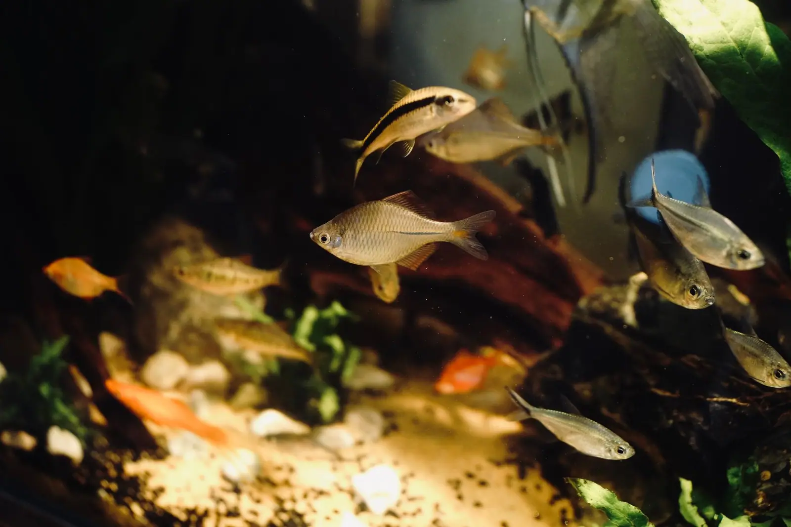Tropical fish swimming in a warmly lit home aquarium