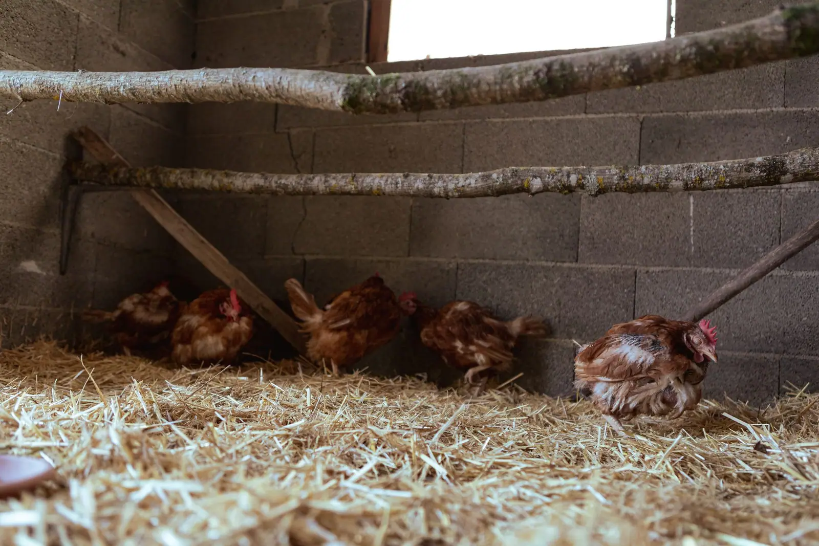 Brown hens resting on straw below wooden perches inside a masonry poultry shelter