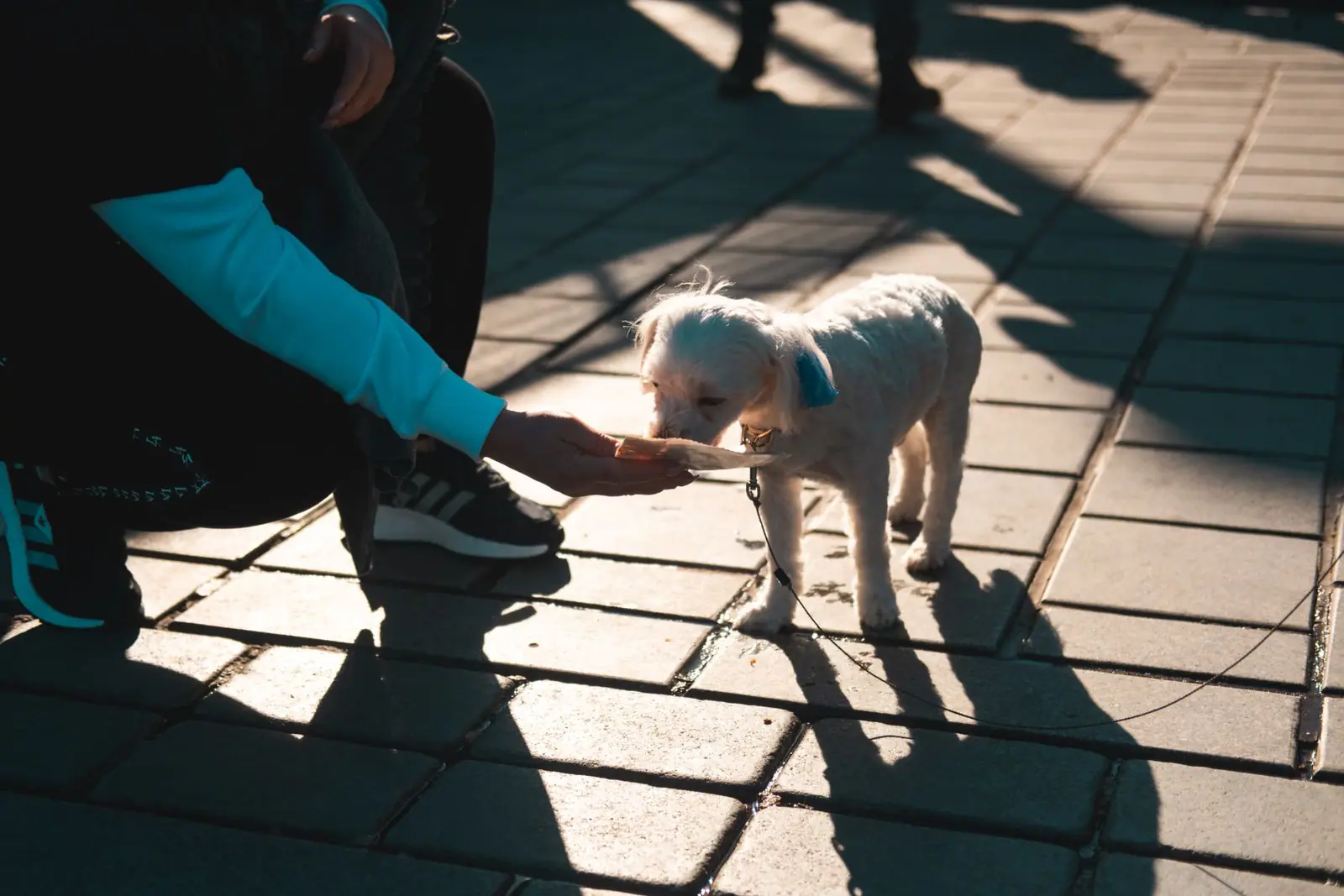 A person crouching on a pavement holding out a hand to a small white dog