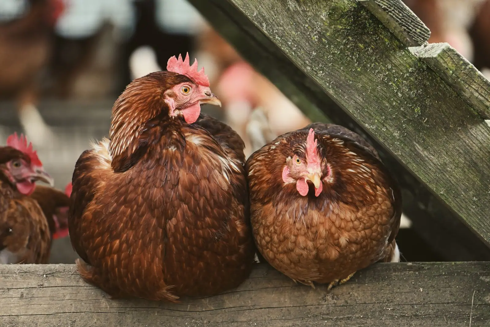 Two brown hens perched side by side on a wooden roost