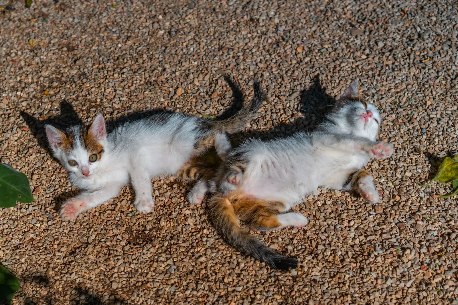 Two kittens lying and playing together on gravel