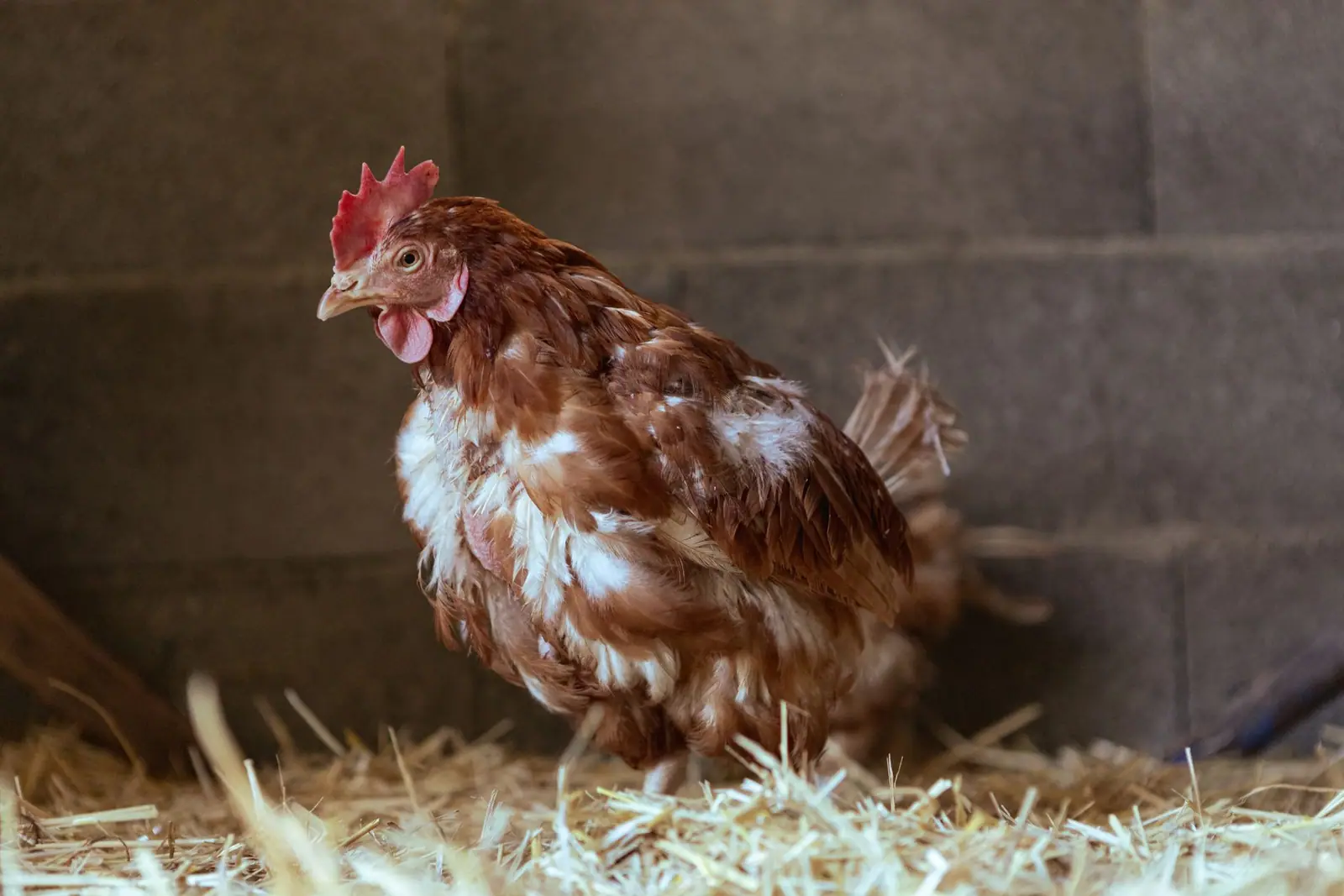 A hen with ragged, patchy feathers standing on straw