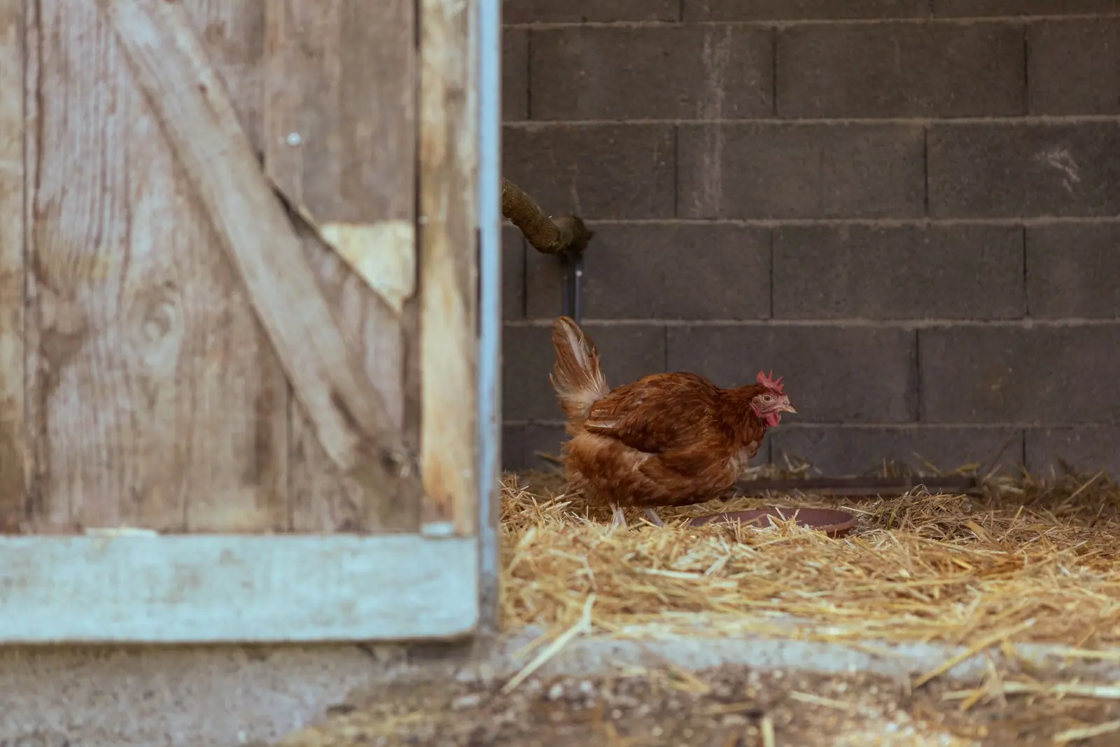 A hen on straw just inside an open coop door